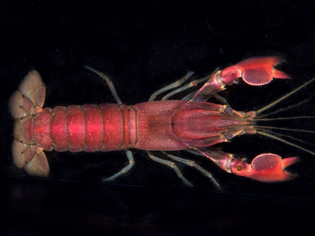 Red Chili AKA Red Brick Crayfish (Cherax boesemani)