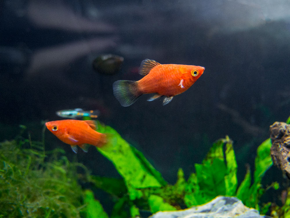 Dwarf Red Coral Platy (Xiphophorus maculatus) - Tank-Bred!