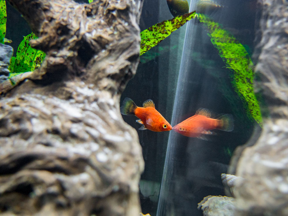 Dwarf Red Coral Platy (Xiphophorus maculatus) - Tank-Bred!