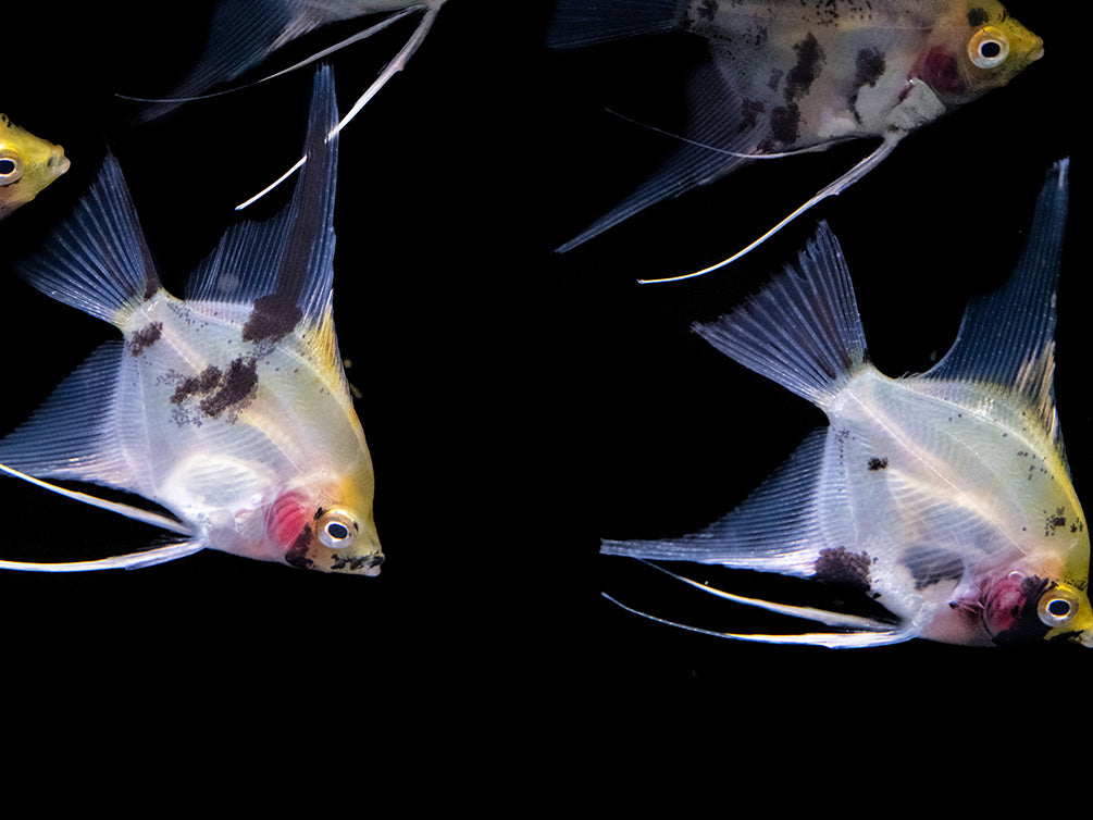 Koi Angelfish (Pterophyllum scalare) - Tank-Bred!