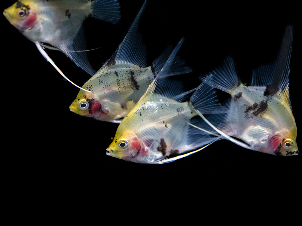 Koi Angelfish (Pterophyllum scalare) - Tank-Bred!