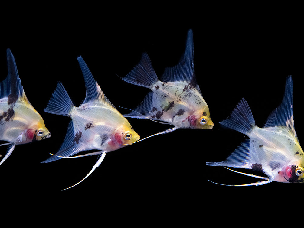 Koi Angelfish (Pterophyllum scalare) - Tank-Bred!