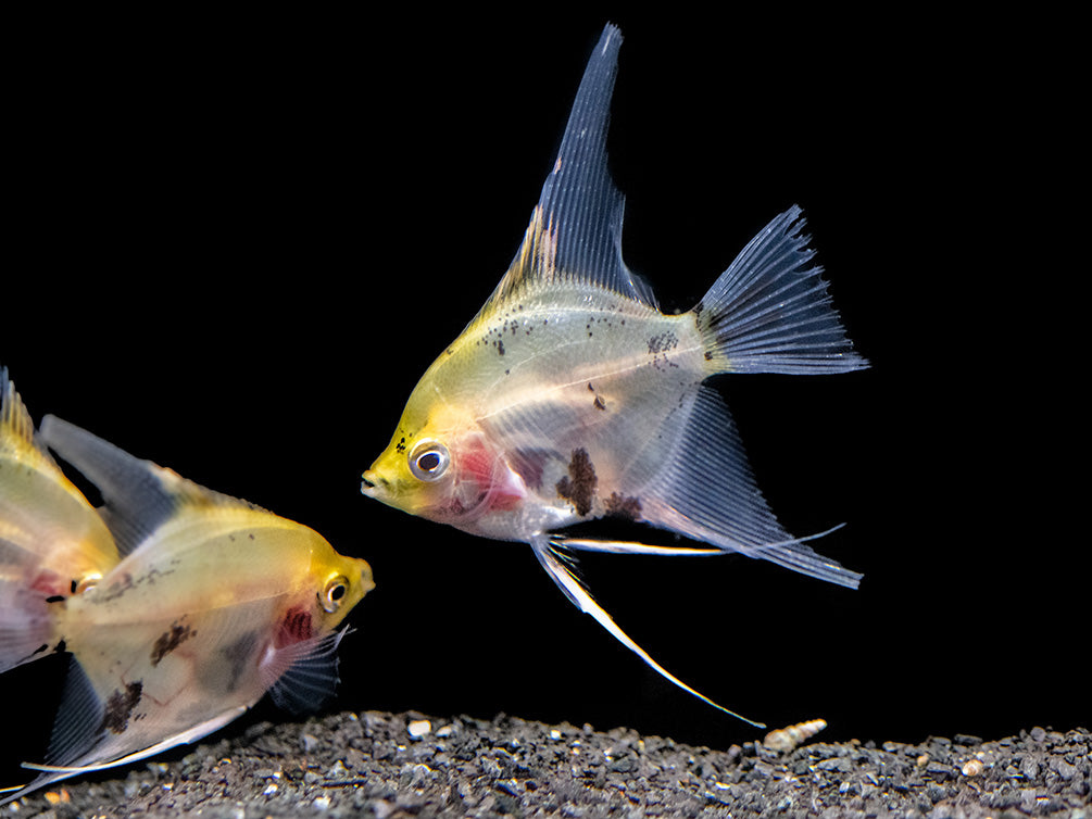 Koi Angelfish (Pterophyllum scalare) - Tank-Bred!