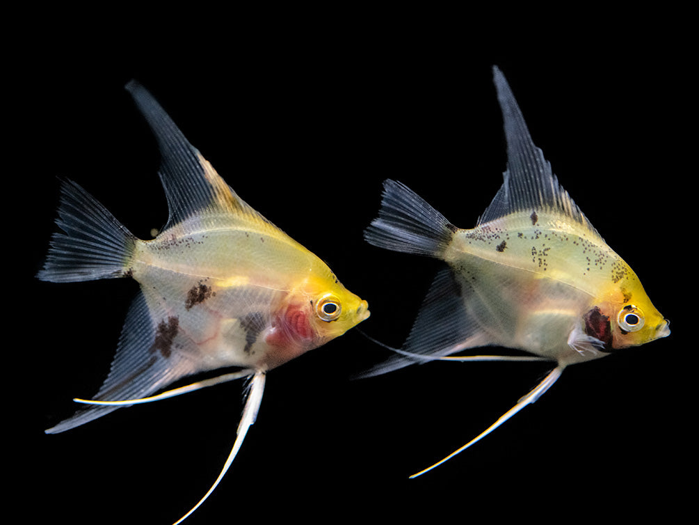 Koi Angelfish (Pterophyllum scalare) - Tank-Bred!