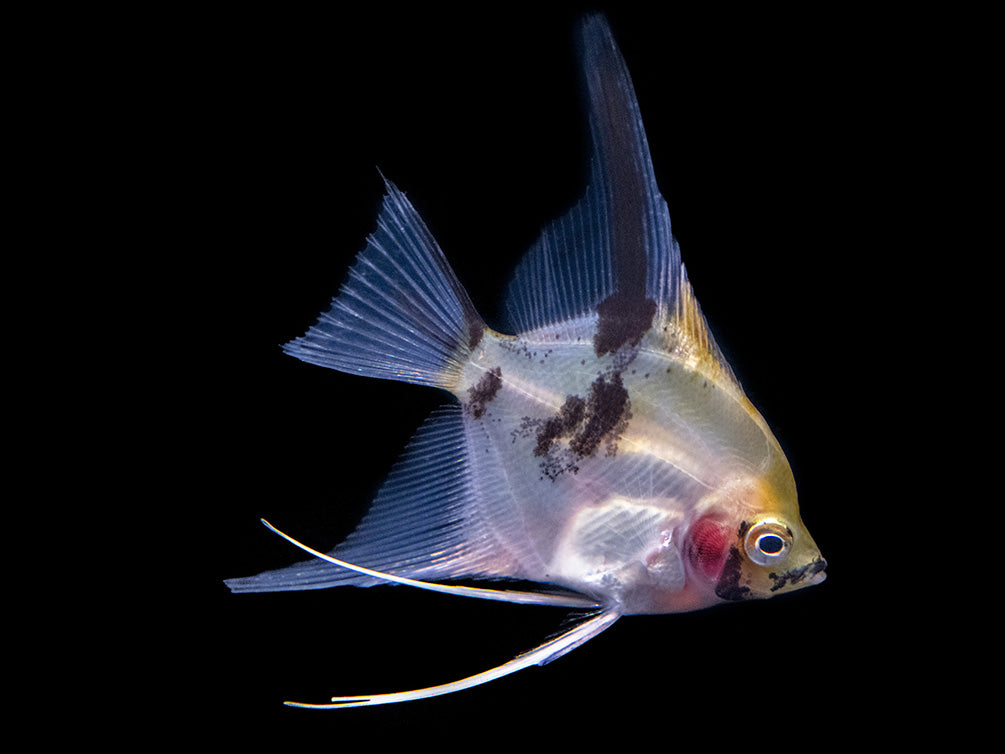 Koi Angelfish (Pterophyllum scalare) - Tank-Bred!