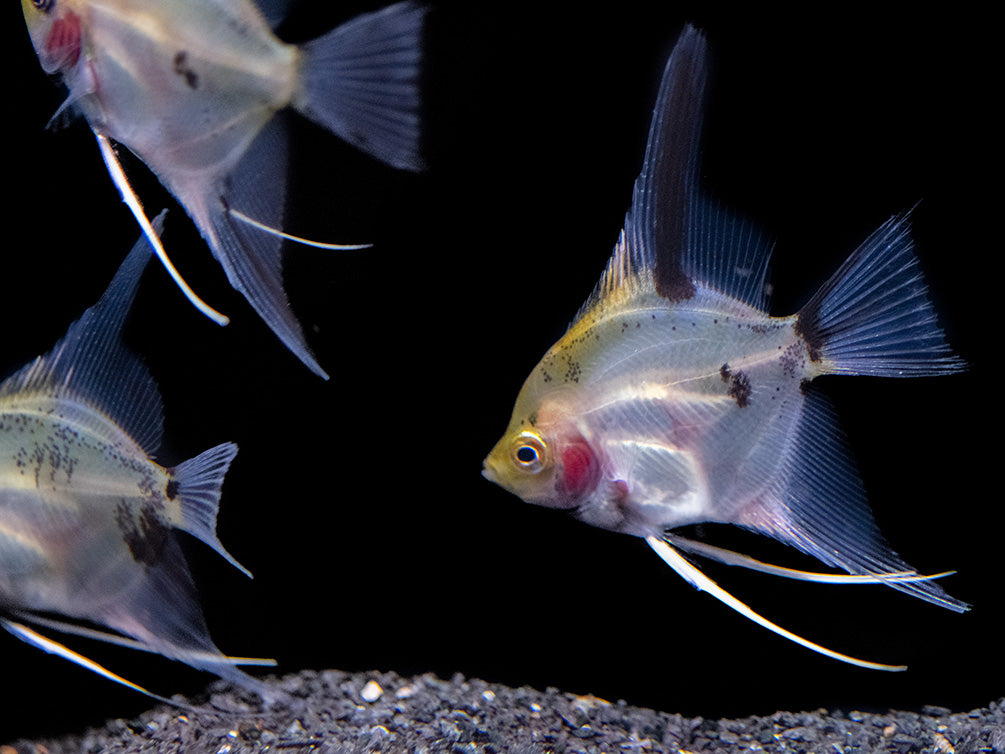 Koi Angelfish (Pterophyllum scalare) - Tank-Bred!