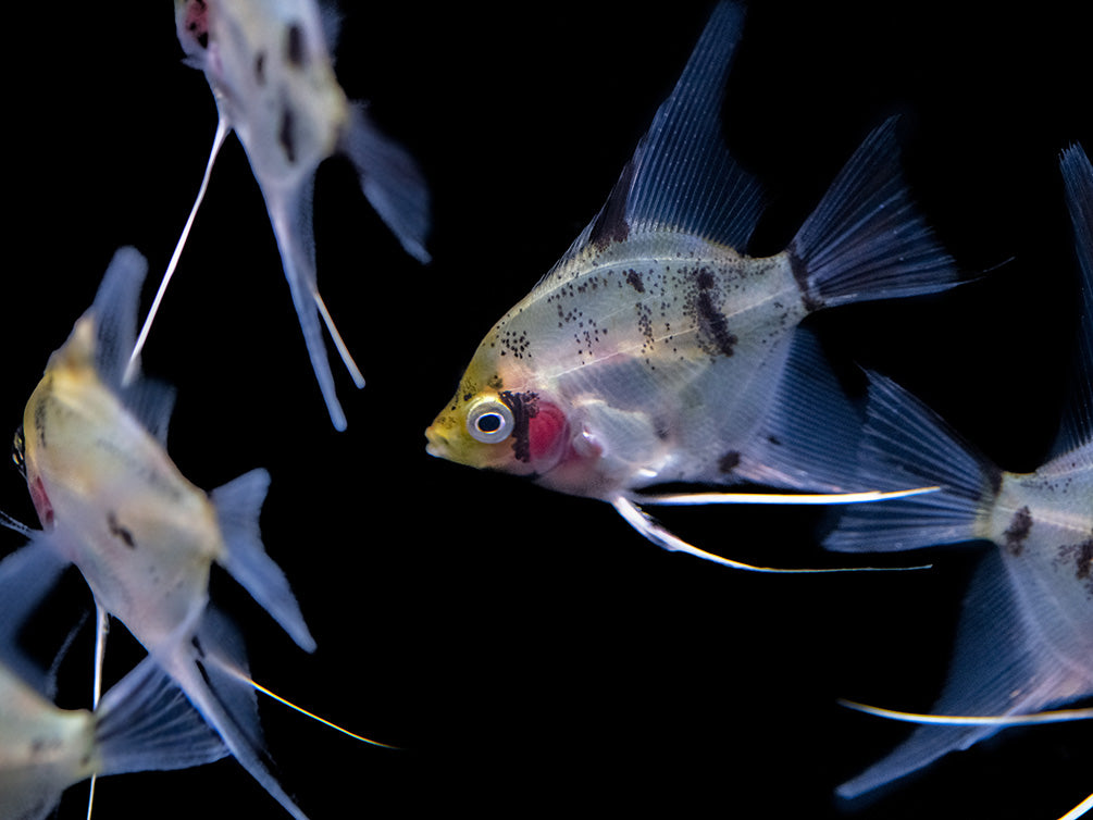 Koi Angelfish (Pterophyllum scalare) - Tank-Bred!