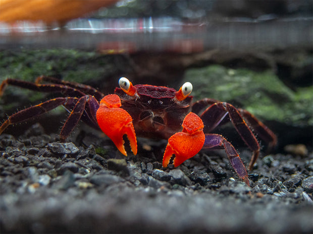 Red Devil Vampire Crab (Geosesarma hagen)