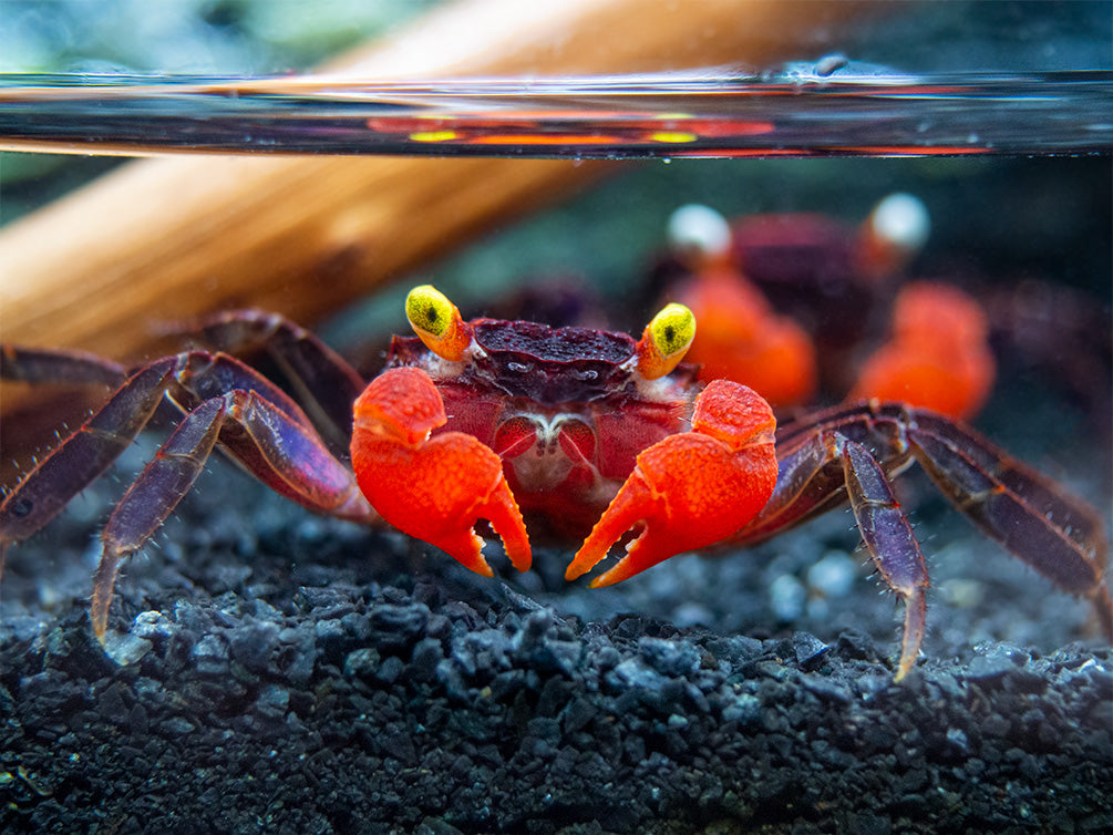 Red Devil Vampire Crab (Geosesarma hagen)