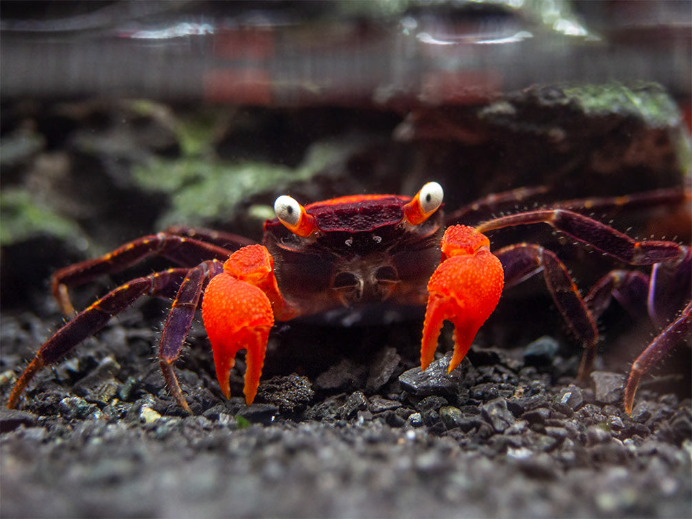 Red Devil Vampire Crab (Geosesarma hagen)