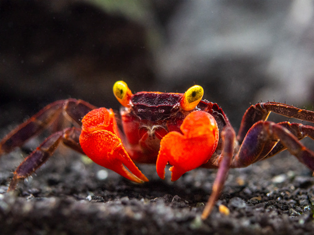 Red Devil Vampire Crab (Geosesarma hagen)