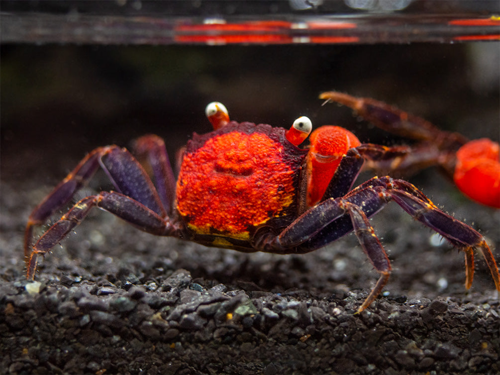 Red Devil Vampire Crab (Geosesarma hagen)