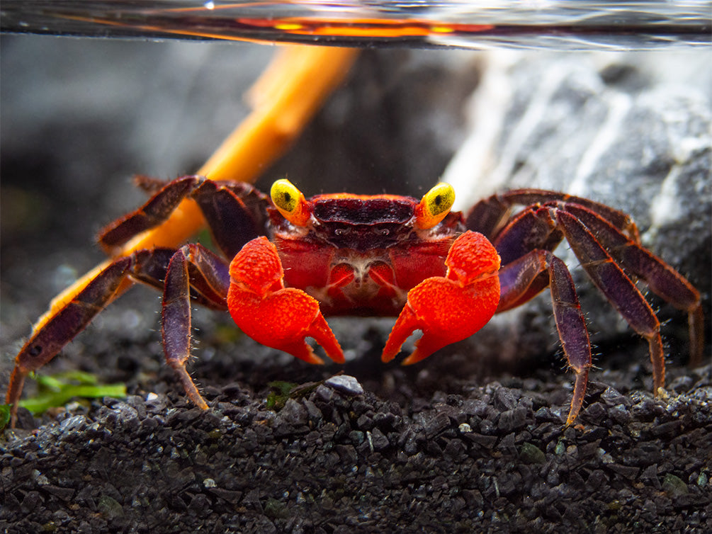 Red Devil Vampire Crab (Geosesarma hagen)