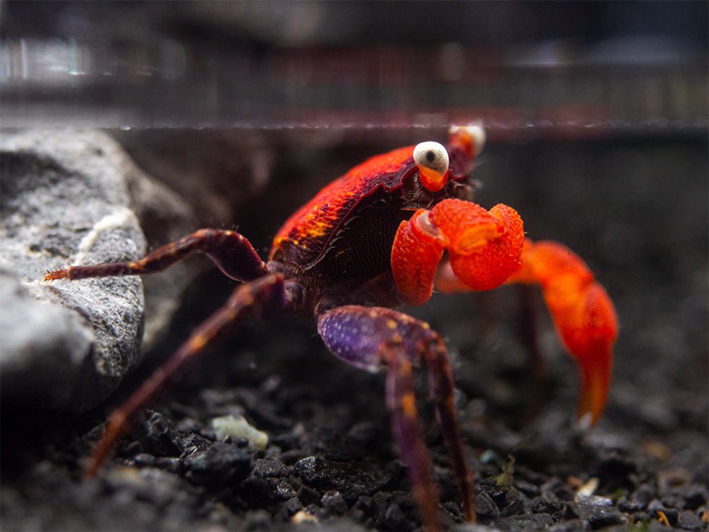 Red Devil Vampire Crab (Geosesarma hagen)