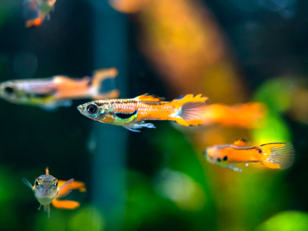 Red Scarlet Endler (Poecilia wingei), Males and Females, Tank-Bred!