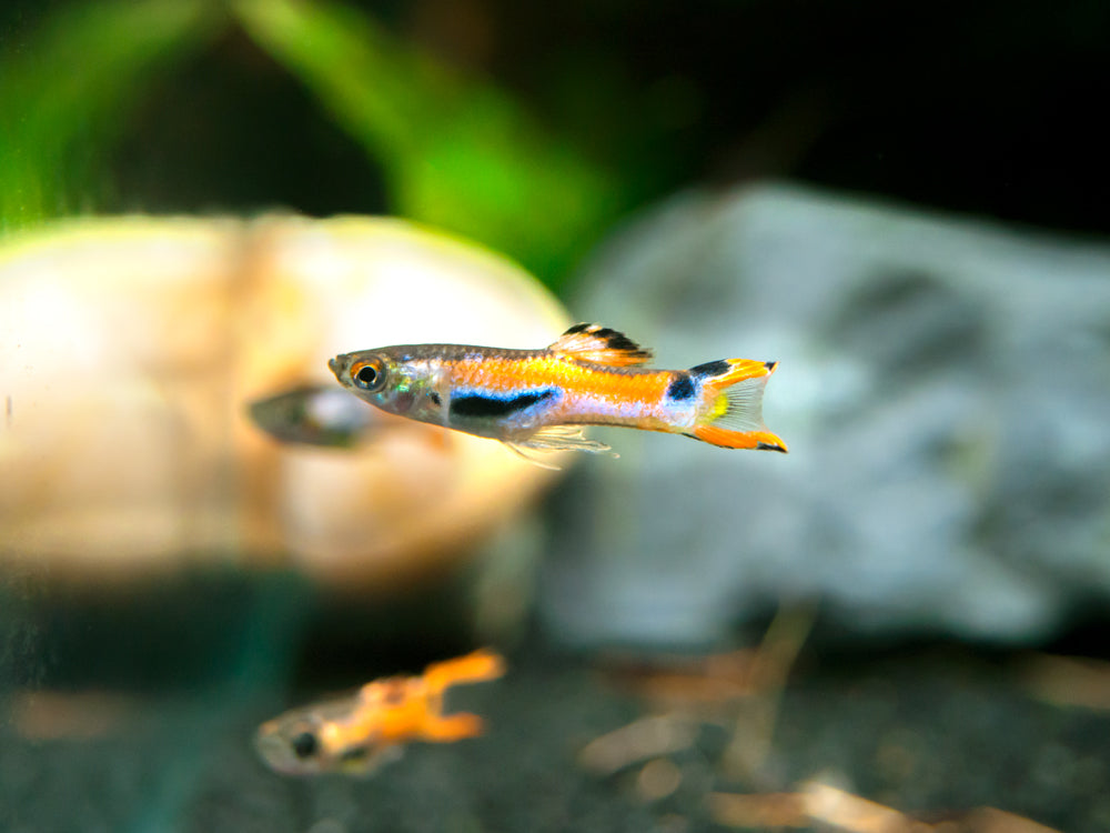 Red Scarlet Endler (Poecilia wingei), Males and Females, Tank-Bred!