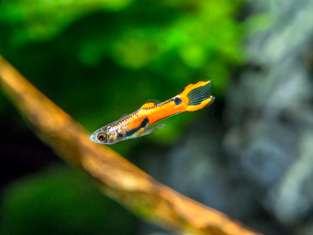 Red Scarlet Endler (Poecilia wingei), Males and Females, Tank-Bred!