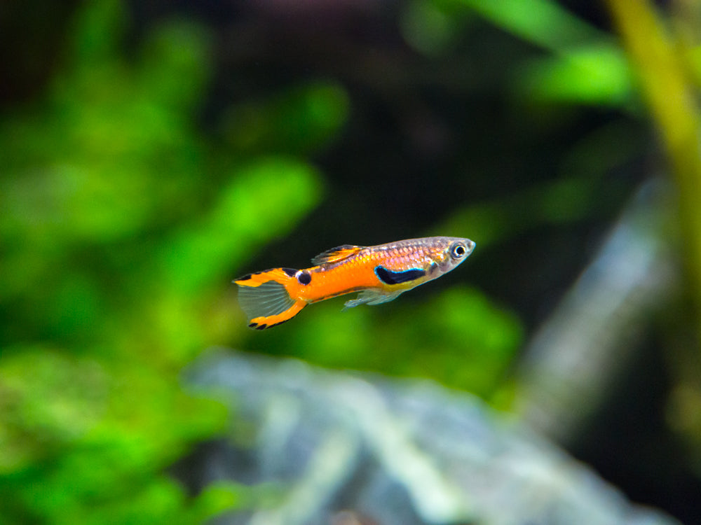 Red Scarlet Endler (Poecilia wingei), Males and Females, Tank-Bred!