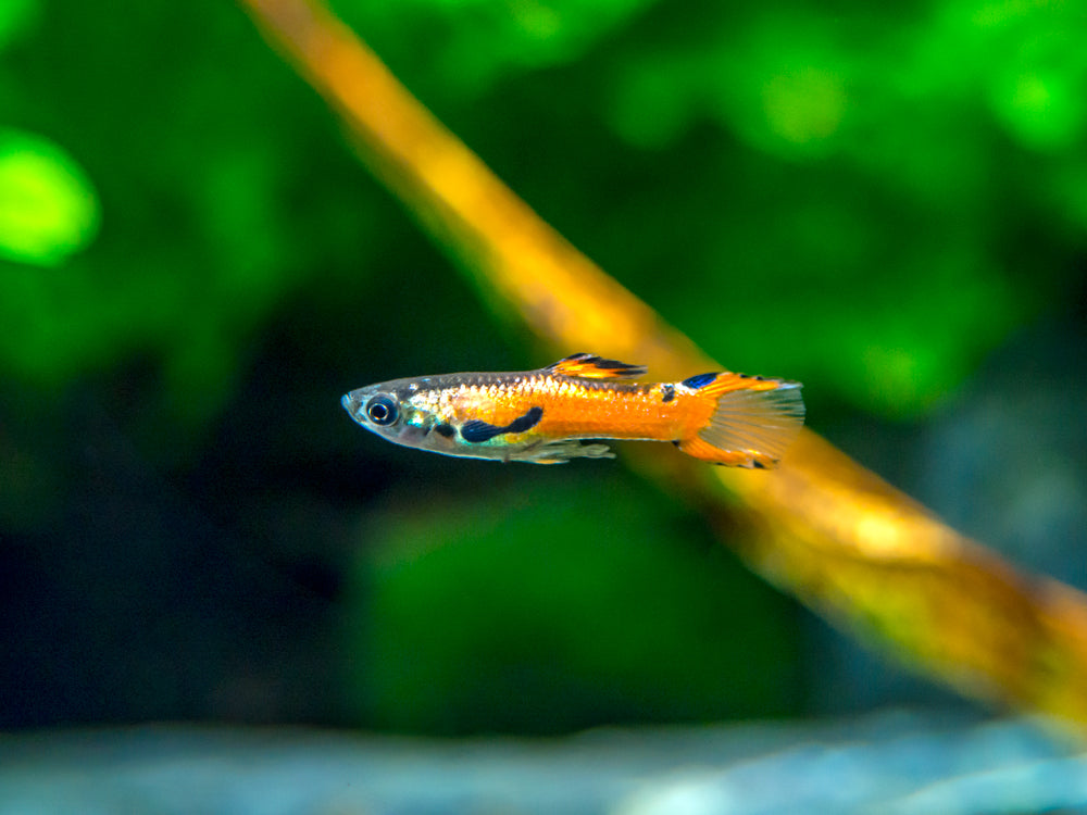 Red Scarlet Endler (Poecilia wingei), Males and Females, Tank-Bred!