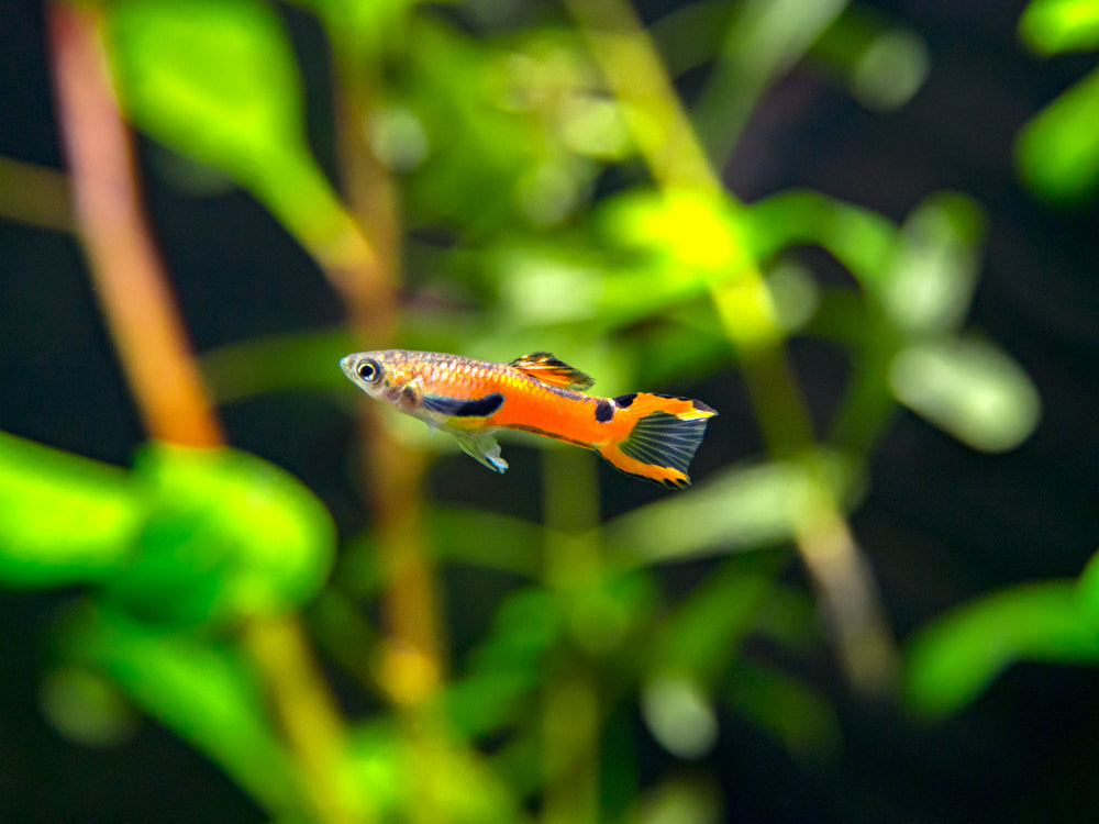 Red Scarlet Endler (Poecilia wingei), Males and Females, Tank-Bred!