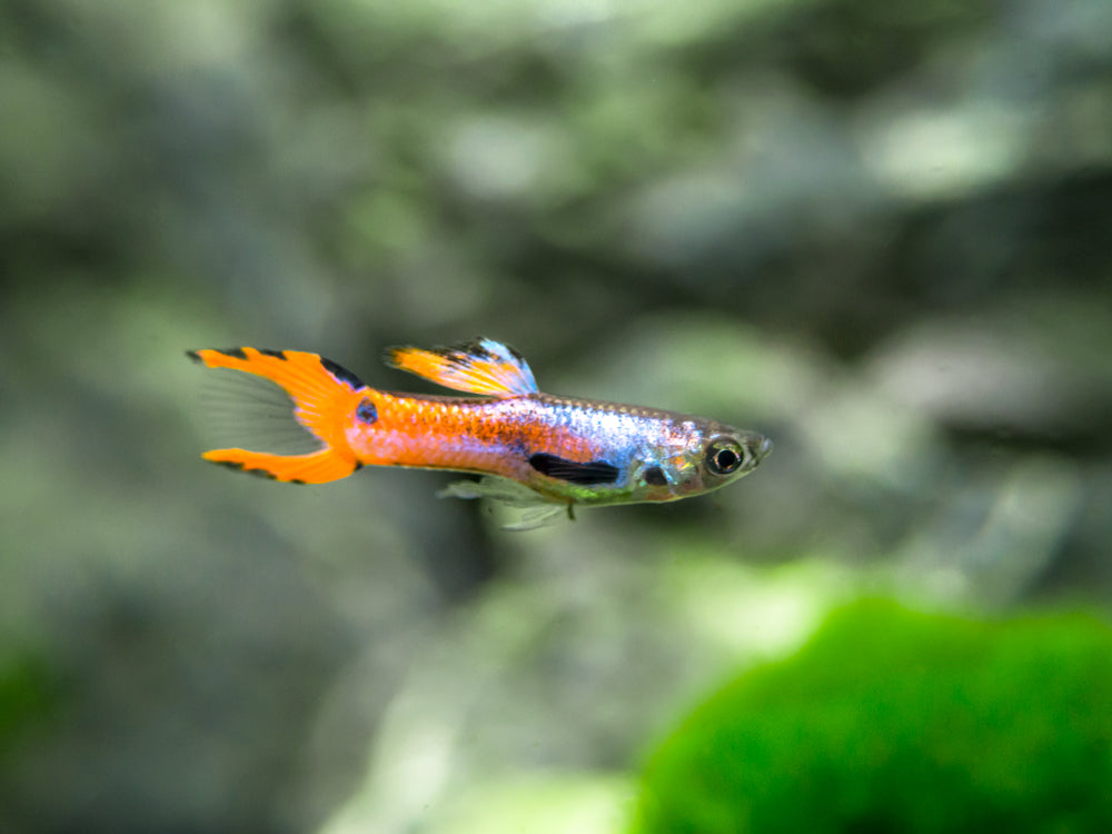 Red Scarlet Endler (Poecilia wingei), Males and Females, Tank-Bred!