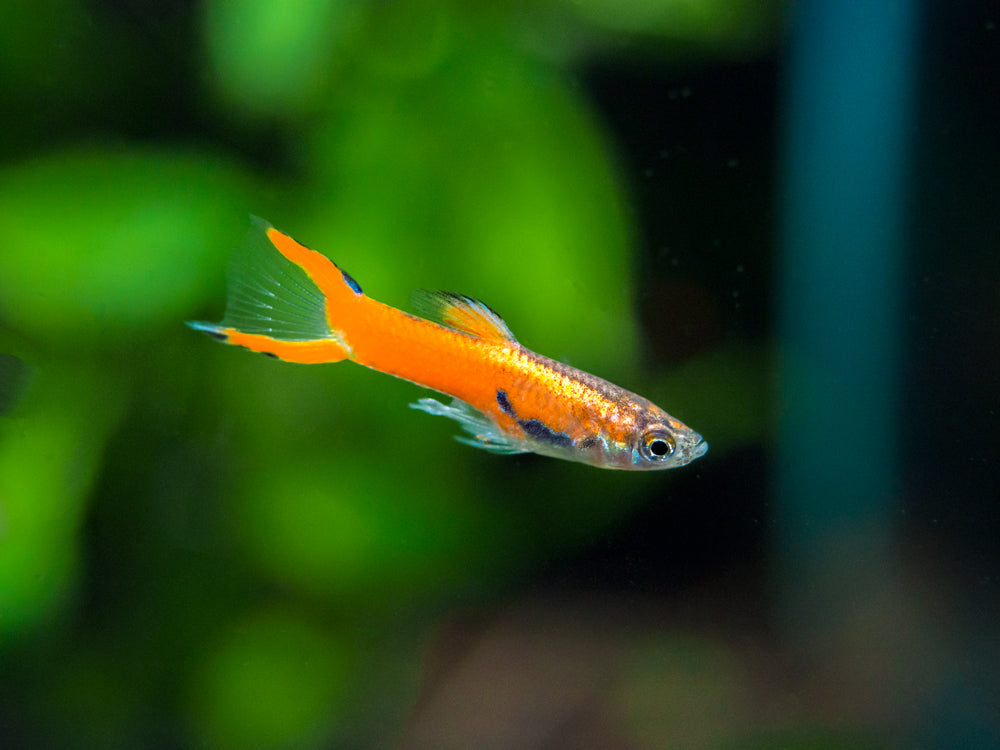 Red Scarlet Endler (Poecilia wingei), Males and Females, Tank-Bred!