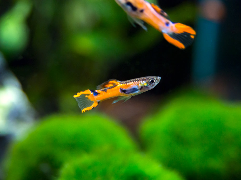 Red Scarlet Endler (Poecilia wingei), Males and Females, Tank-Bred!