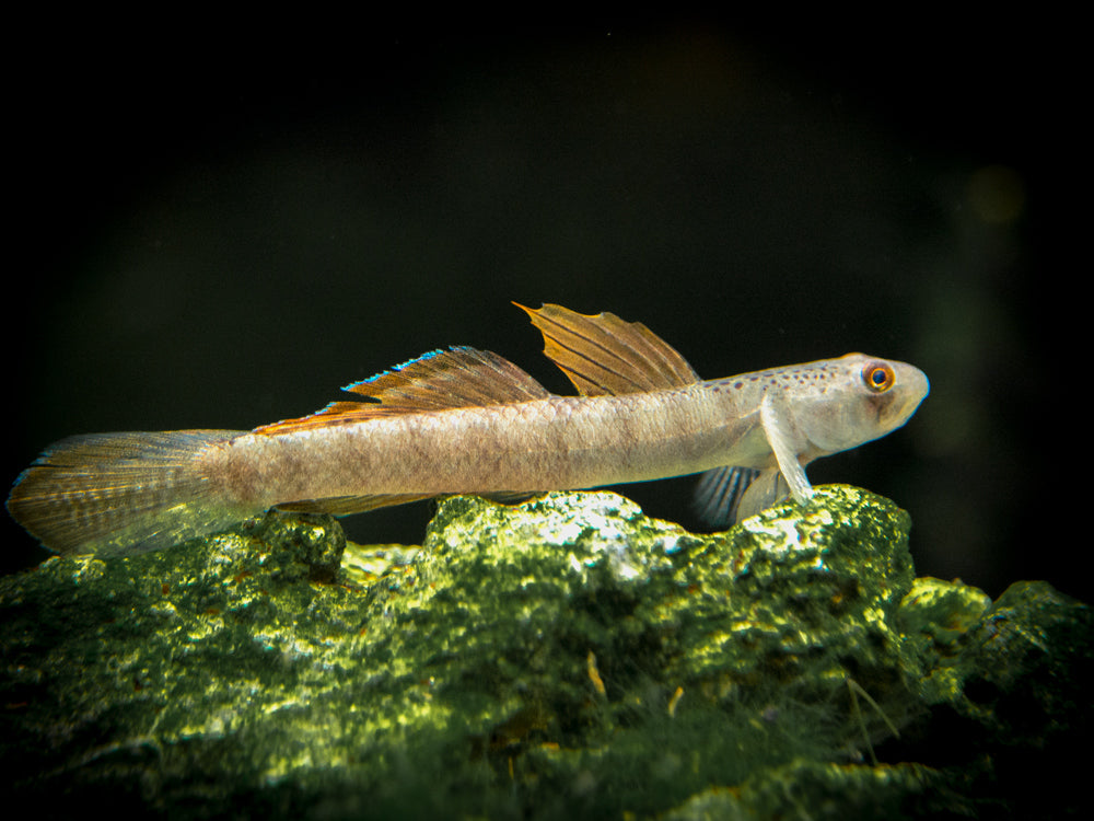 Orange Fin Stiphodon Goby (Stiphodon maculidorsalis)