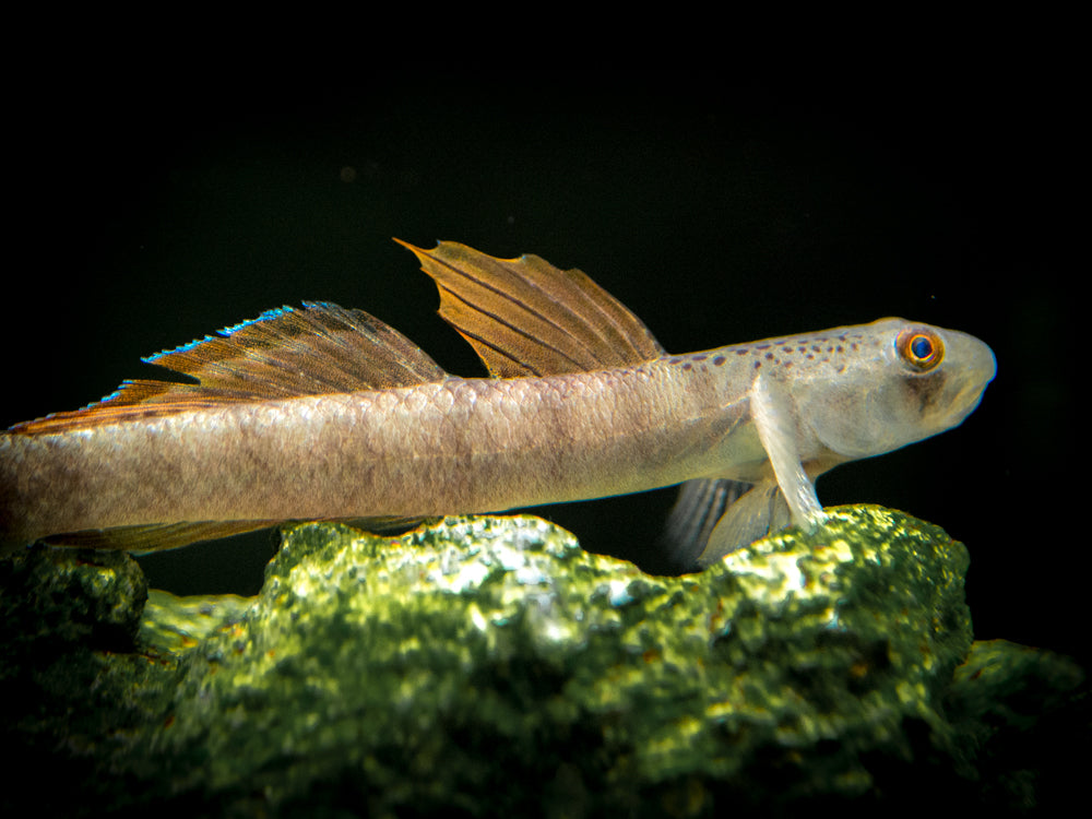 Orange Fin Stiphodon Goby (Stiphodon maculidorsalis)