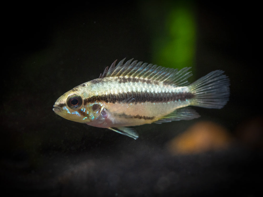 Redfin Three-Striped Dwarf Cichlid (Apistogramma trifasciata) - TANK-BRED!!!