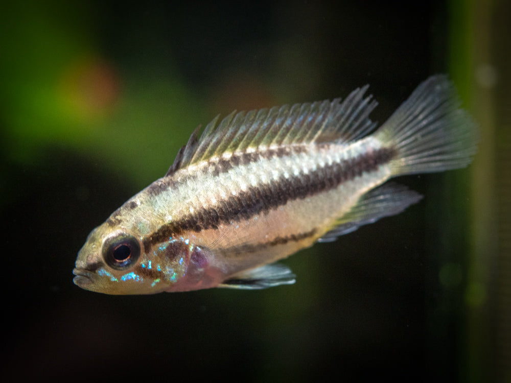 Redfin Three-Striped Dwarf Cichlid (Apistogramma trifasciata) - TANK-BRED!!!