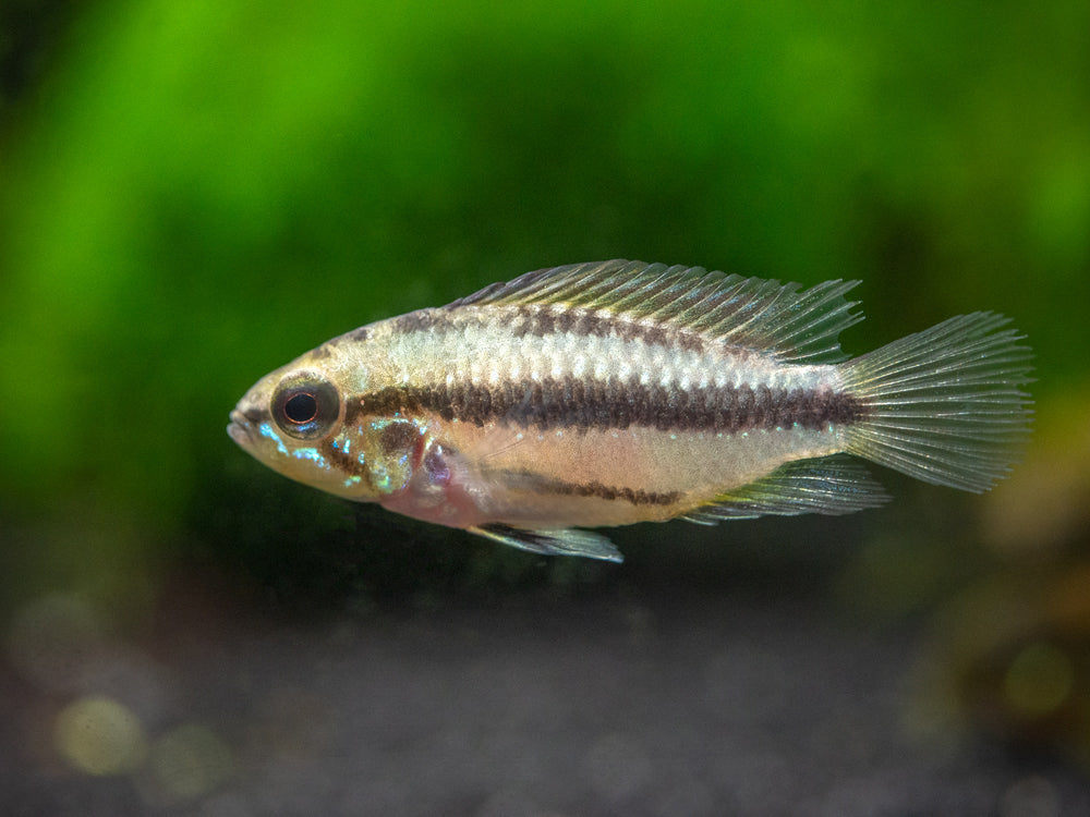 Redfin Three-Striped Dwarf Cichlid (Apistogramma trifasciata) - TANK-BRED!!!