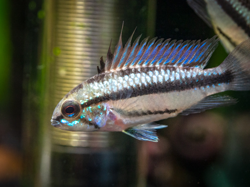 Redfin Three-Striped Dwarf Cichlid (Apistogramma trifasciata) - TANK-BRED!!!