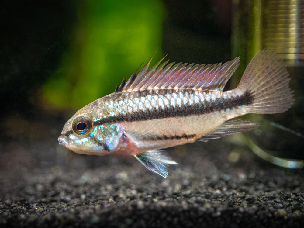 Redfin Three-Striped Dwarf Cichlid (Apistogramma trifasciata) - TANK-BRED!!!