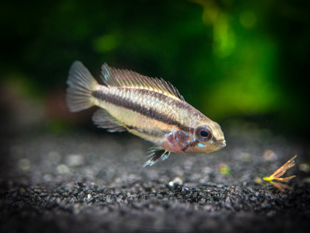 Redfin Three-Striped Dwarf Cichlid (Apistogramma trifasciata) - TANK-BRED!!!