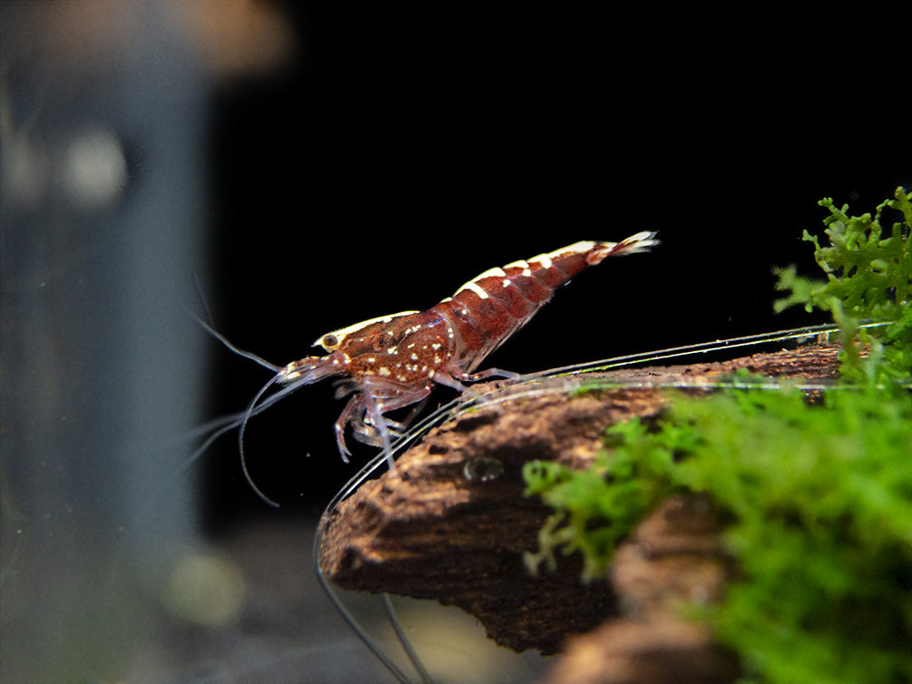 Red Galaxy Pinto Shrimp (Caridina cantonensis, A Grade), Tank-Bred