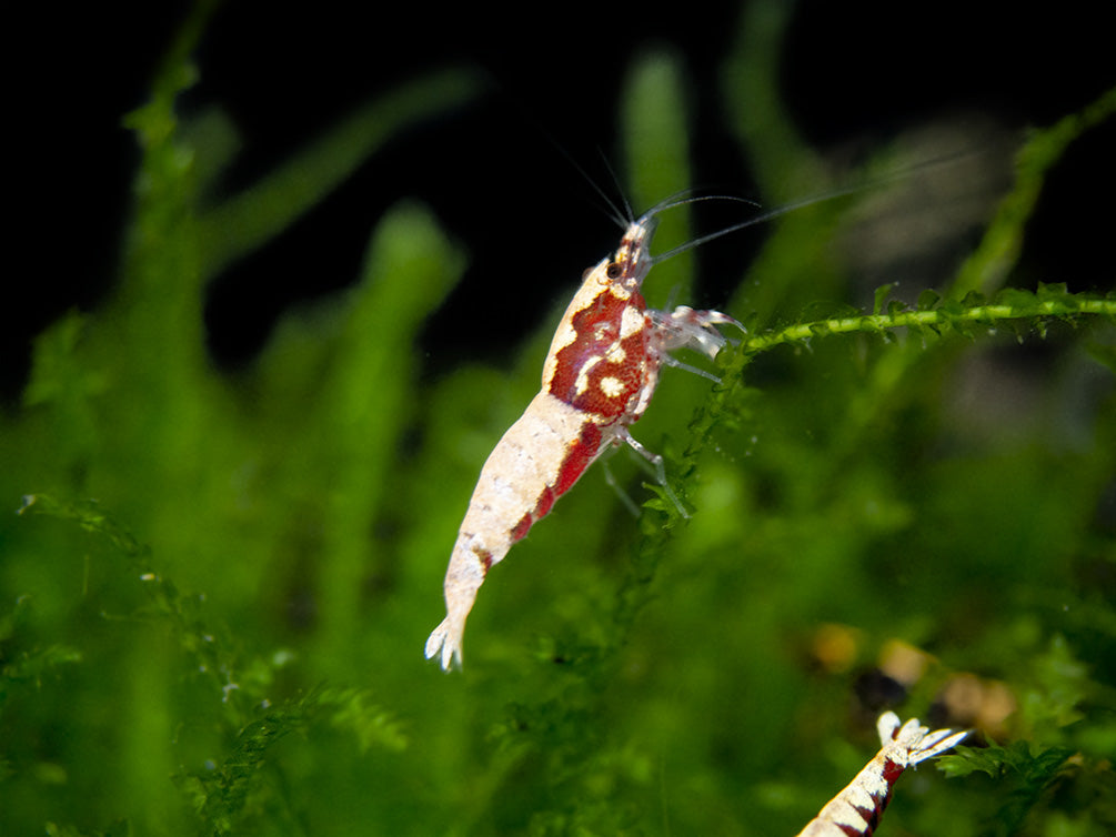 Red Galaxy Pinto Shrimp (Caridina cantonensis, A Grade), Tank-Bred