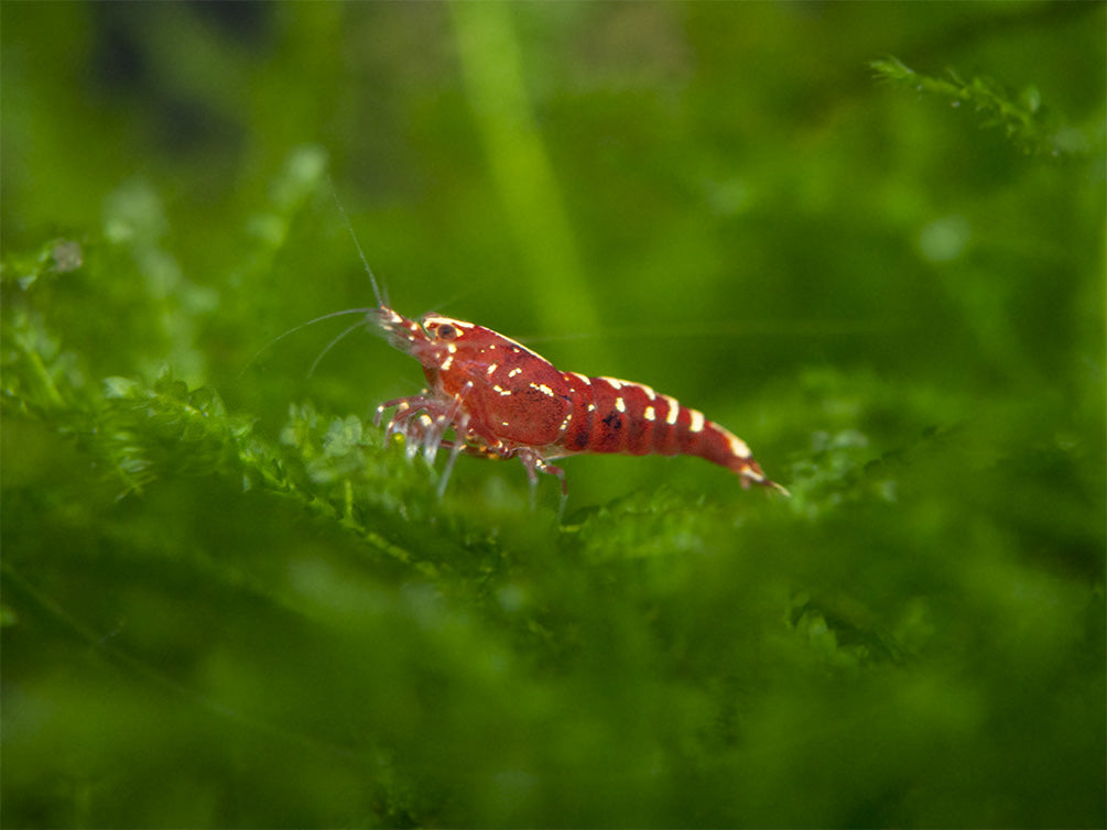 Red Galaxy Pinto Shrimp (Caridina cantonensis, A Grade), Tank-Bred