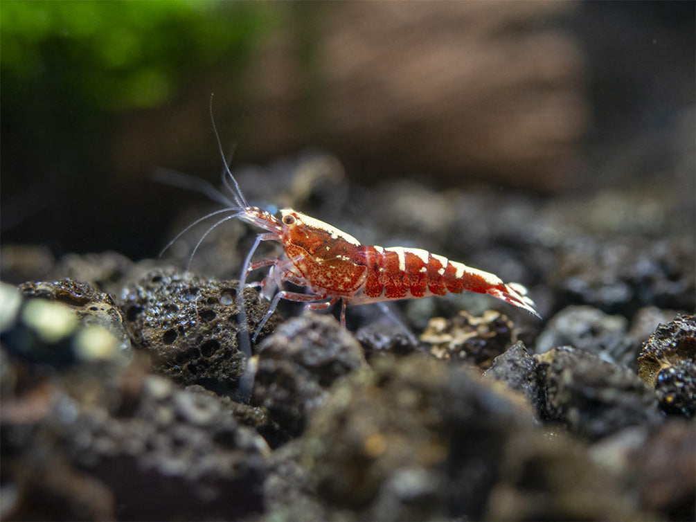 Red Galaxy Pinto Shrimp (Caridina cantonensis, A Grade), Tank-Bred