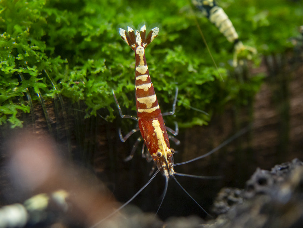 Red Galaxy Pinto Shrimp (Caridina cantonensis, A Grade), Tank-Bred