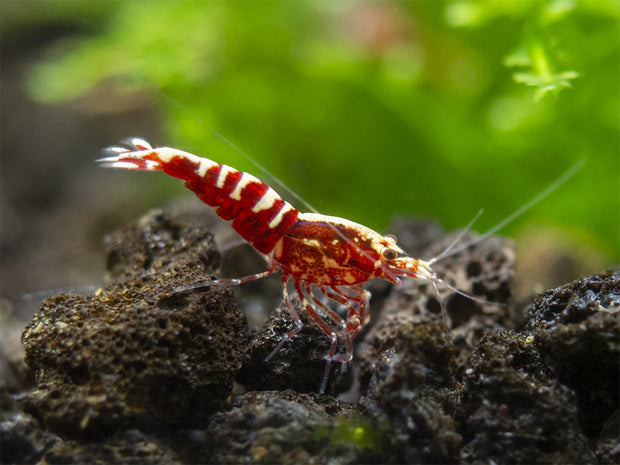 Red Galaxy Pinto Shrimp (Caridina cantonensis, A Grade), Tank-Bred