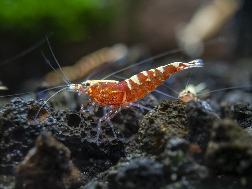 Red Galaxy Pinto Shrimp (Caridina cantonensis, A Grade), Tank-Bred