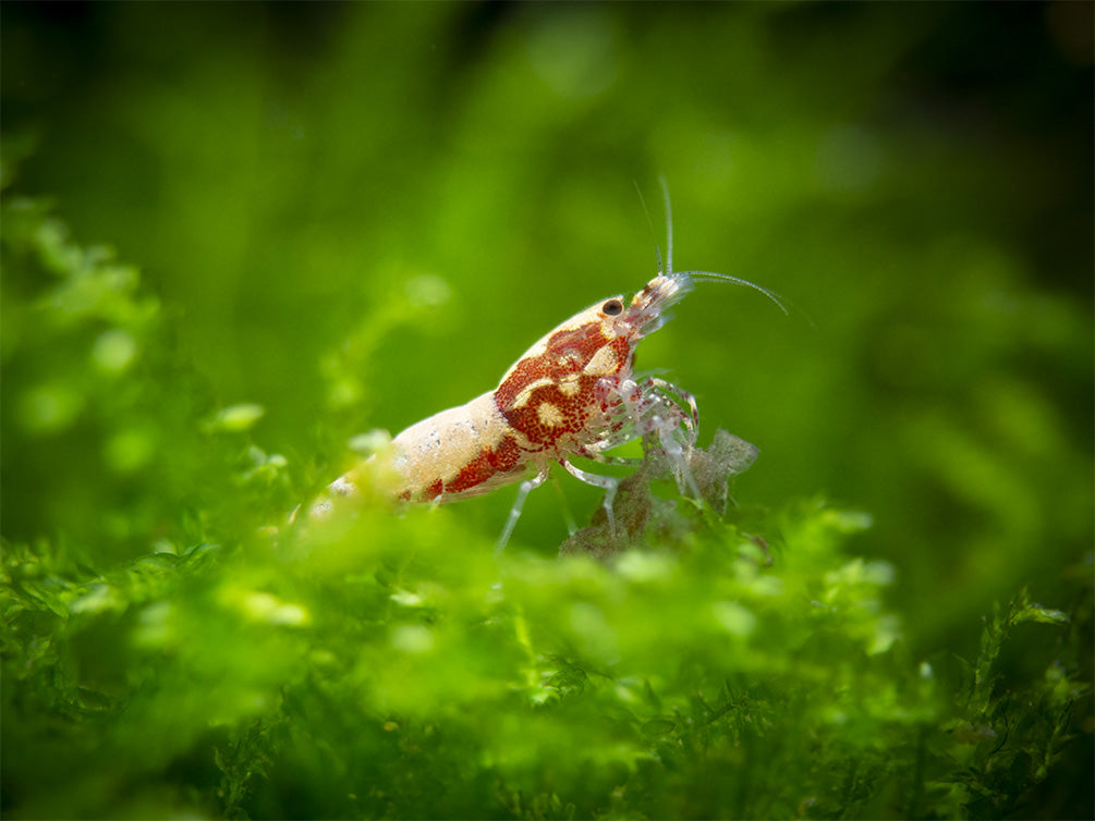 Red Galaxy Pinto Shrimp (Caridina cantonensis, A Grade), Tank-Bred