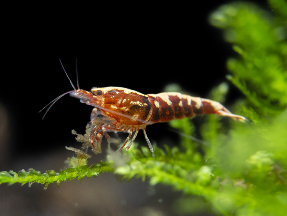 Red Galaxy Pinto Shrimp (Caridina cantonensis, A Grade), Tank-Bred