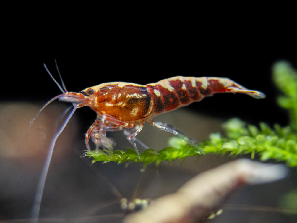 Red Galaxy Pinto Shrimp (Caridina cantonensis, A Grade), Tank-Bred