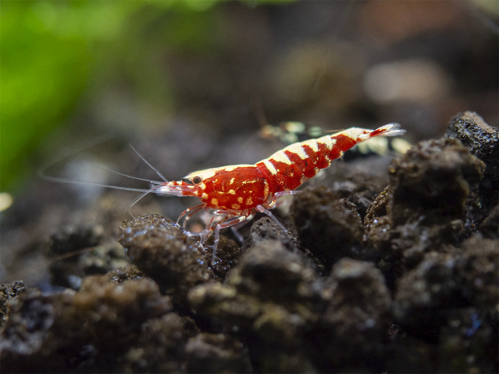 Red Galaxy Pinto Shrimp (Caridina cantonensis, A Grade), Tank-Bred