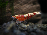 Red Galaxy Pinto Shrimp (Caridina cantonensis, A Grade), Tank-Bred