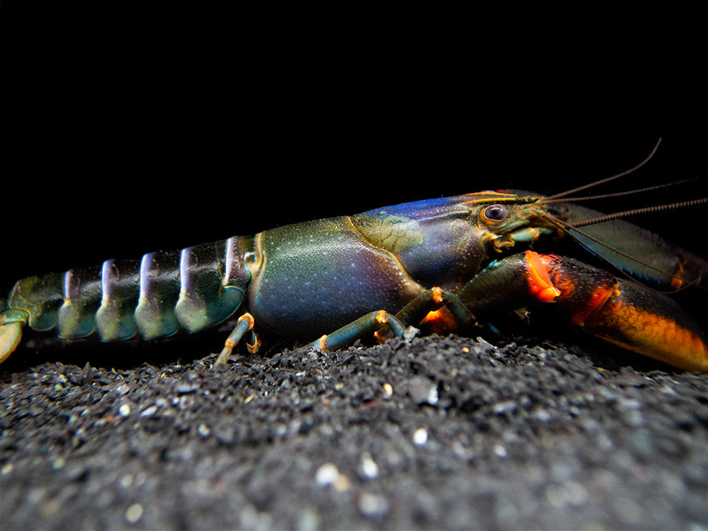 Red Kong Zebra Crayfish (Cherax mosessalossa)