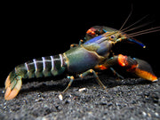 Red Kong Zebra Crayfish (Cherax mosessalossa)