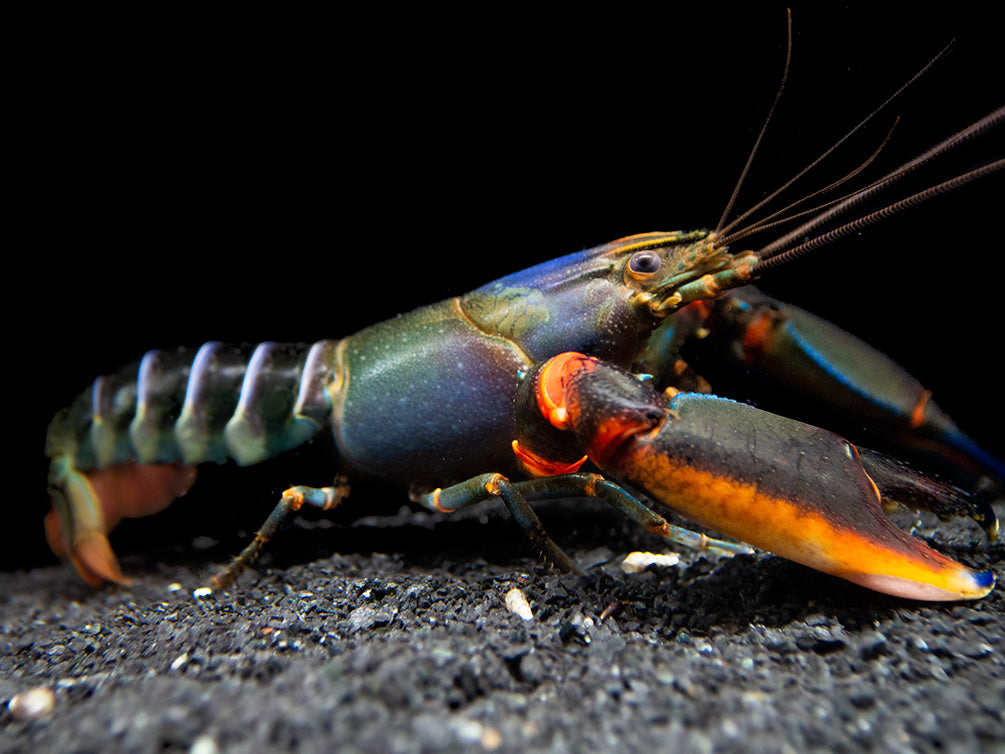 Red Kong Zebra Crayfish (Cherax mosessalossa)